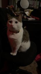 Lost Male Cat last seen Chucky Wilson park, Thornton, CO 80241