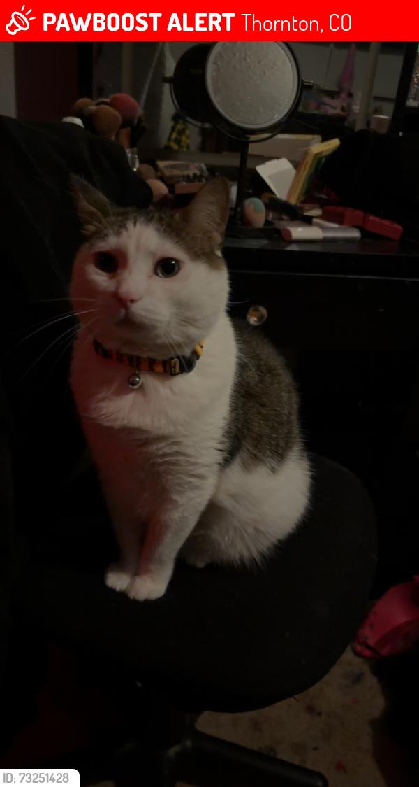 Lost Male Cat last seen Chucky Wilson park, Thornton, CO 80241