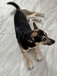 Lost Male Dog last seen Black at and Hwy 29, Johnstown, NY 12095
