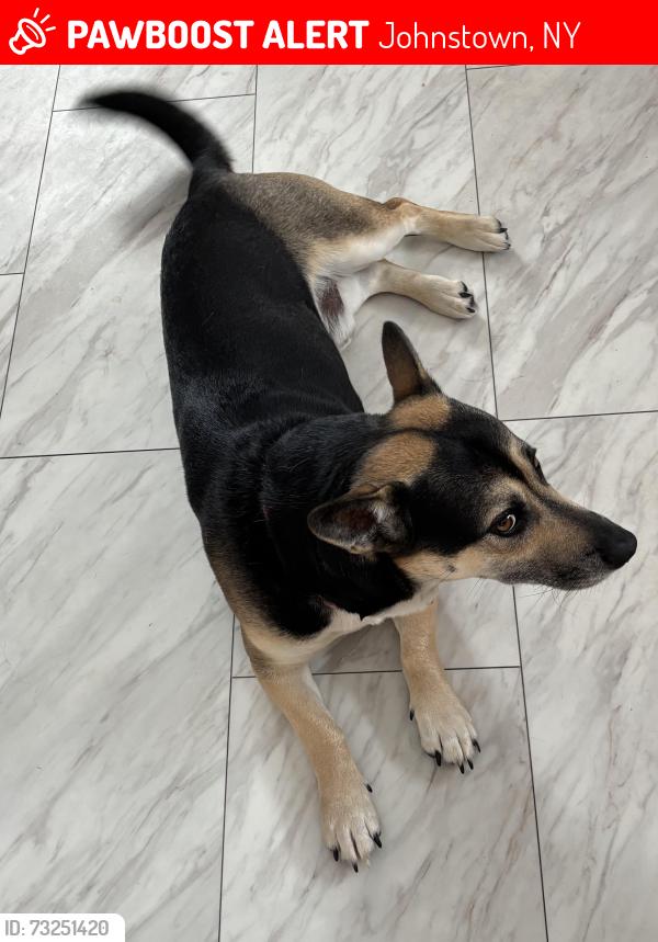Lost Male Dog last seen Black at and Hwy 29, Johnstown, NY 12095