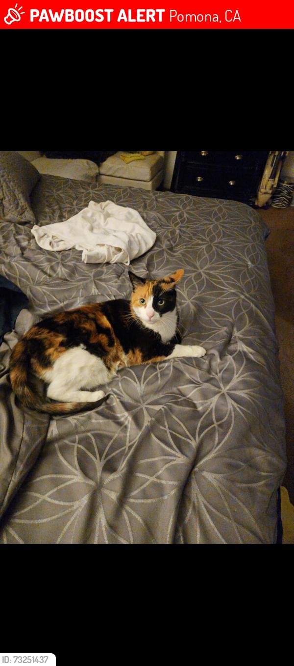 Lost Female Cat last seen Bonita ave, Pomona, CA 91799