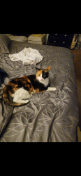Lost Female Cat last seen Bonita ave, Pomona, CA 91799