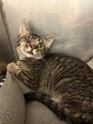 Shelter Stray Male Cat last seen Near BLOCK S RIO CAMINO, 4522 W 3500 S, West Valley City, UT 84120, USA