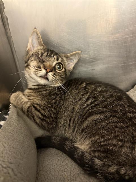 Shelter Stray Male Cat last seen Near BLOCK S RIO CAMINO, 4522 W 3500 S, West Valley City, UT 84120, USA