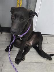 Shelter Stray Male Dog last seen Near BLOCK JETTA AVE, LAKE ISABELLA CA 93240, 14891 CA-178, Lake Isabella, CA 93240, USA