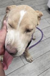 Shelter Stray Male Dog last seen Near BLOCK JETTA AVE, LAKE ISABELLA CA 93240, 14891 CA-178, Lake Isabella, CA 93240, USA