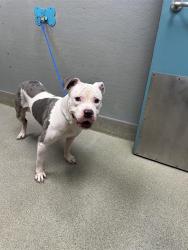 Shelter Stray Male Dog last seen Near BLOCK ALGONQUIN DR, LAS VEGAS NV 89119, 655 N Mojave Rd, Las Vegas, NV 89101, USA