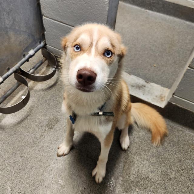 Shelter Stray Male Dog last seen MCCULLOUGH AVE NE, 4950 SW Triana Blvd, Huntsville, AL 35805, USA