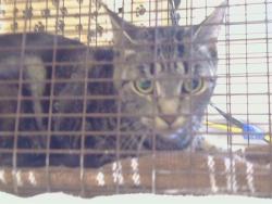 Shelter Stray Female Cat last seen HURLEY WAY, 95864, 3839 Bradshaw Rd, Sacramento, CA 95827, USA