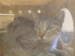 Shelter Stray Unknown Cat last seen ANTELOPE RD/SUMMERPLACE DR, 95621, 3839 Bradshaw Rd, Sacramento, CA 95827, USA