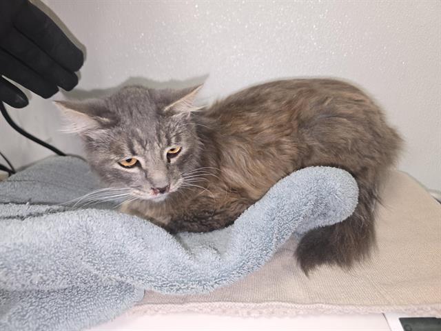 Shelter Stray Male Cat last seen , 600 Aviation Dr, Camarillo, CA 93010, USA
