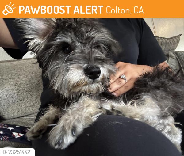 Found/Stray Female Dog last seen Award and fairway drive, Colton, CA 92324