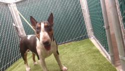 Shelter Stray Male Dog last seen , 11258 Garfield Ave, Downey, CA 90242, USA