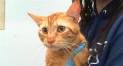 Shelter Stray Male Cat last seen CHARLOTTE, 8315 Byrum Dr, Charlotte, NC 28217, USA