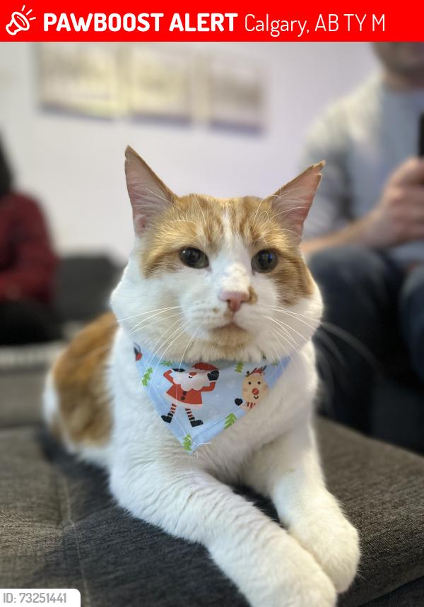 Lost Male Cat last seen Bridleridge court sw, Calgary, AB T2Y 4M5
