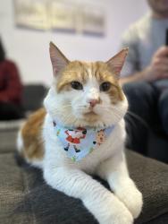 Lost Male Cat last seen Bridleridge court sw, Calgary, AB T2Y 4M5