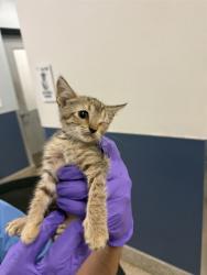 Shelter Stray Female Cat last seen Near BLOCK SW 106 AVE, 3599 NW 79th Ave, Doral, FL 33122, USA