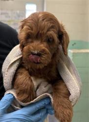 Shelter Stray Female Dog last seen FRONT ST & U ST, 2127 Front St, Sacramento, CA 95818, USA