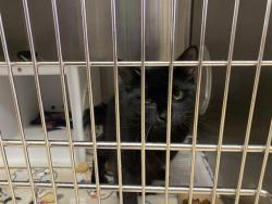 Shelter Stray Male Cat last seen Near BLOCK N 85TH ST, 3839 W Burnham St, West Milwaukee, WI 53215, USA