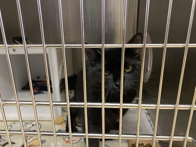 Shelter Stray Male Cat last seen Near BLOCK N 85TH ST, 3839 W Burnham St, West Milwaukee, WI 53215, USA