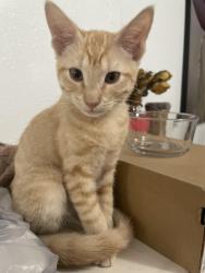 Lost Male Cat last seen Near 7th st w, Bradenton, FL 34205