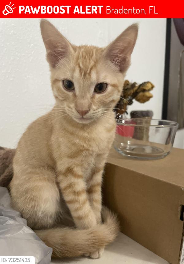 Lost Male Cat last seen Near 7th st w, Bradenton, FL 34205