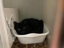 Shelter Stray Male Cat last seen Near BLOCK N SWAN RD, 3839 W Burnham St, West Milwaukee, WI 53215, USA