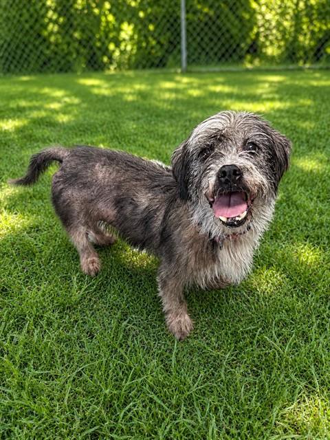 Shelter Stray Female Dog last seen E DIXON B;VD, 1601 Airport Rd, Shelby, NC 28150, USA