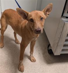 Shelter Stray Female Dog last seen Near BLOCK BUENA VISTA RD, BAKERSFIELD CA 93311, 3951 Fruitvale Ave, Bakersfield, CA 93308, USA
