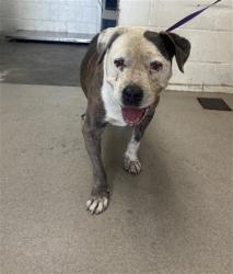 Shelter Stray Female Dog last seen Near BLOCK EAST B ST/MT VERNON, 333 Chandler Pl, San Bernardino, CA 92408, USA