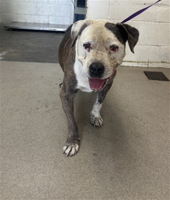 Shelter Stray Female Dog last seen Near BLOCK EAST B ST/MT VERNON, 333 Chandler Pl, San Bernardino, CA 92408, USA