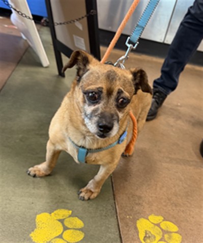 Shelter Stray Male Dog last seen , 14409 Vanowen St, Van Nuys, CA 91405, USA