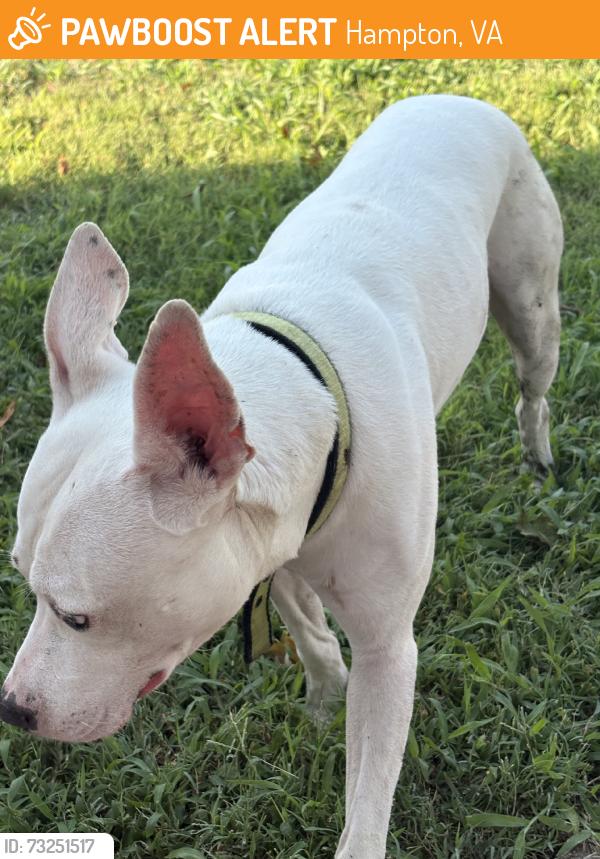 Found/Stray Male Dog last seen Greenwood drive, Hampton, VA 23666