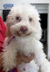 Shelter Stray Male Dog last seen LORRAINE PL AND N LARCH AVE, 333 Chandler Pl, San Bernardino, CA 92408, USA