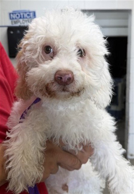 Shelter Stray Male Dog last seen LORRAINE PL AND N LARCH AVE, 333 Chandler Pl, San Bernardino, CA 92408, USA
