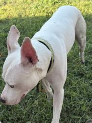 Found/Stray Male Dog last seen Greenwood drive, Hampton, VA 23666