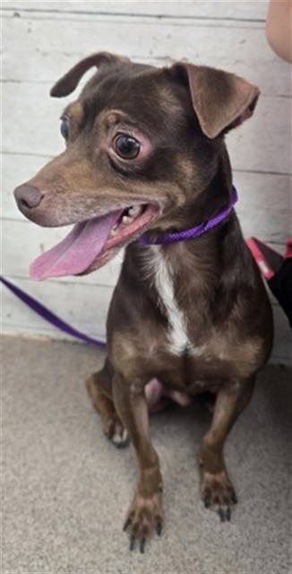 Shelter Stray Male Dog last seen TARGET ORANGE SHOW, 333 Chandler Pl, San Bernardino, CA 92408, USA