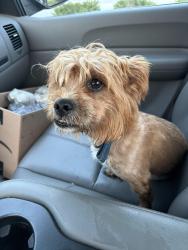 Found/Stray Male Dog last seen Hwy 70 Conover Nc, Conover, NC 28613