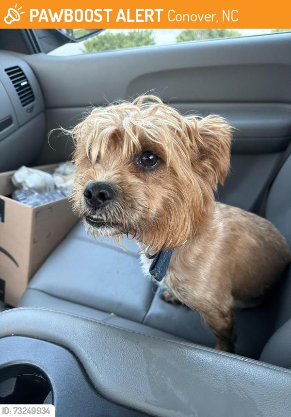 Found/Stray Male Dog last seen Hwy 70 Conover Nc, Conover, NC 28613