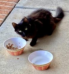Found/Stray Unknown Cat last seen Palestine Rd & Castlebrooke Ln, Pine Forest, NC 28356