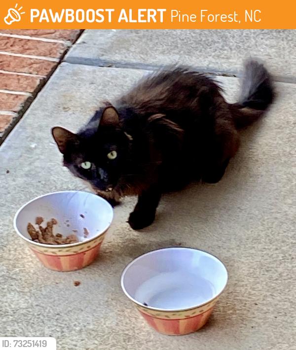 Found/Stray Unknown Cat last seen Palestine Rd & Castlebrooke Ln, Pine Forest, NC 28356