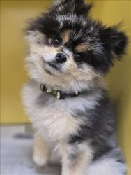 Shelter Stray Male Dog last seen , 3201 Lacy St, Los Angeles, CA 90031, USA