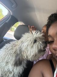 Reunited Male Dog last seen Country hill and Montara dr., Antioch, CA 94531