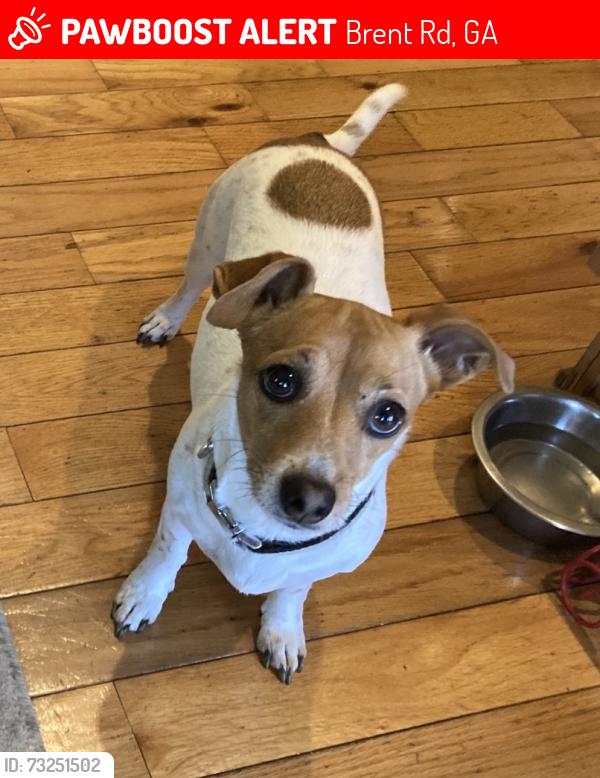 Lost Female Dog last seen Near Southern Rivers Energy in Barnesville, Ga, Brent Rd, GA 30204
