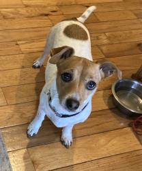 Lost Female Dog last seen Near Southern Rivers Energy in Barnesville, Ga, Brent Rd, GA 30204