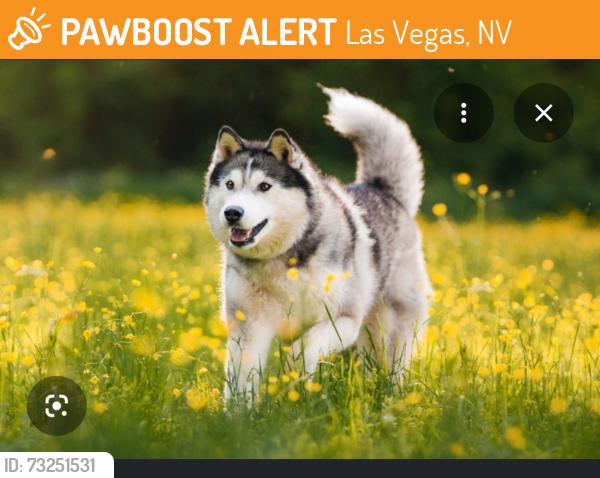 Found/Stray Unknown Dog last seen Topweed, Las Vegas, NV 89130