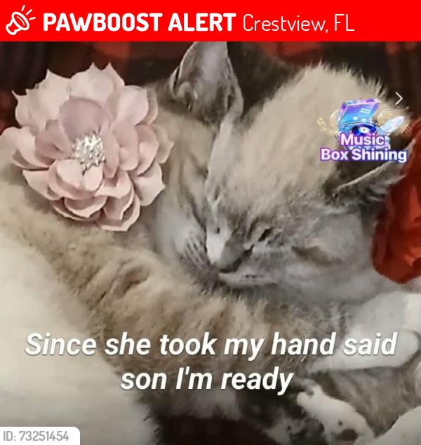 Lost Male Cat last seen Rainbird Rise Road, Crestview, FL 32539