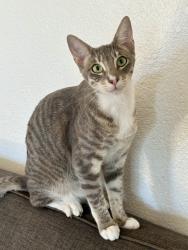 Reunited Male Cat last seen Near broadway street, Vallejo, CA 94589