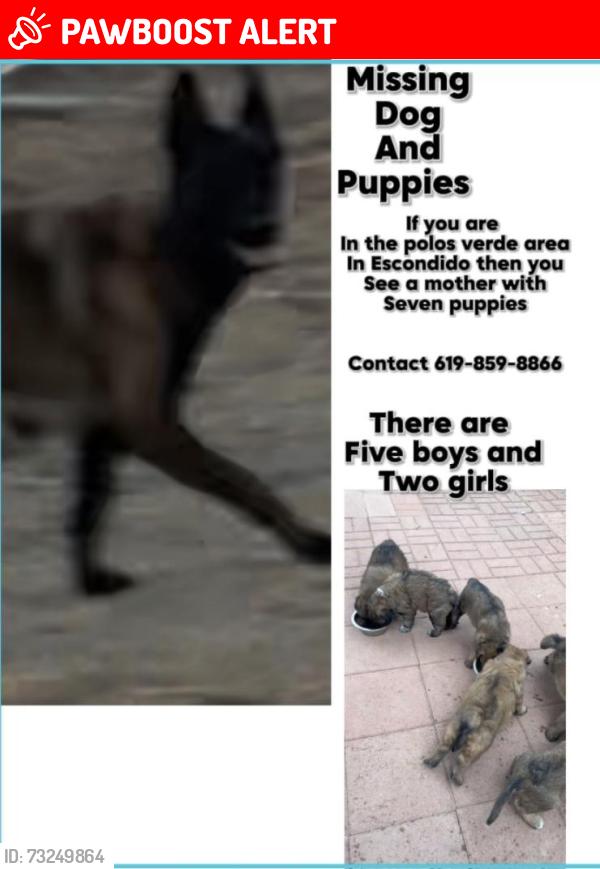 Lost Female Dog last seen Palos verde drive by old highway, San Diego County, CA 92026