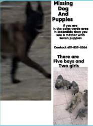 Lost Female Dog last seen Palos verde drive by old highway, San Diego County, CA 92026